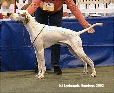 Limit Dog